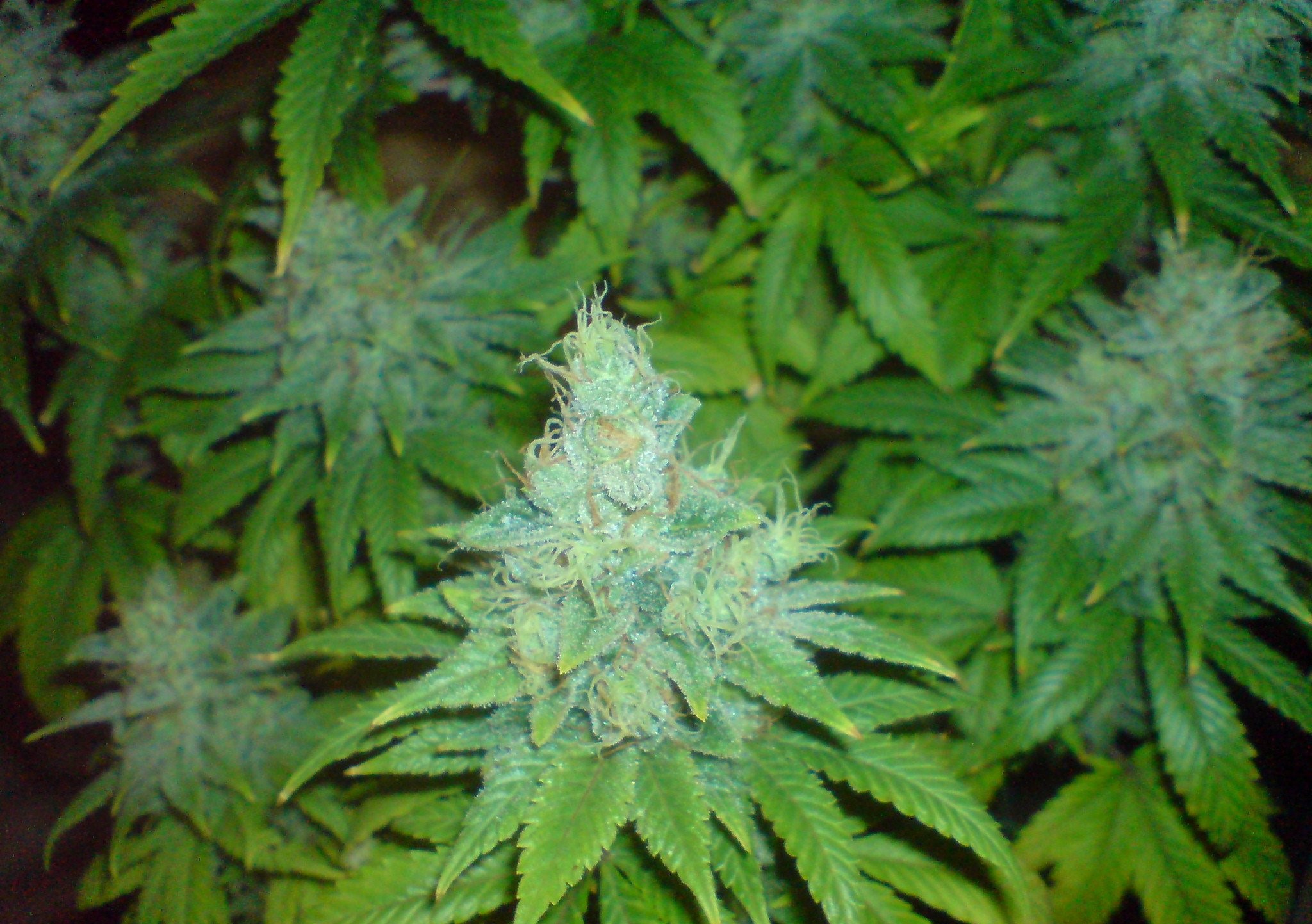 PTC Buddha Blue cannabis cannabinoïde