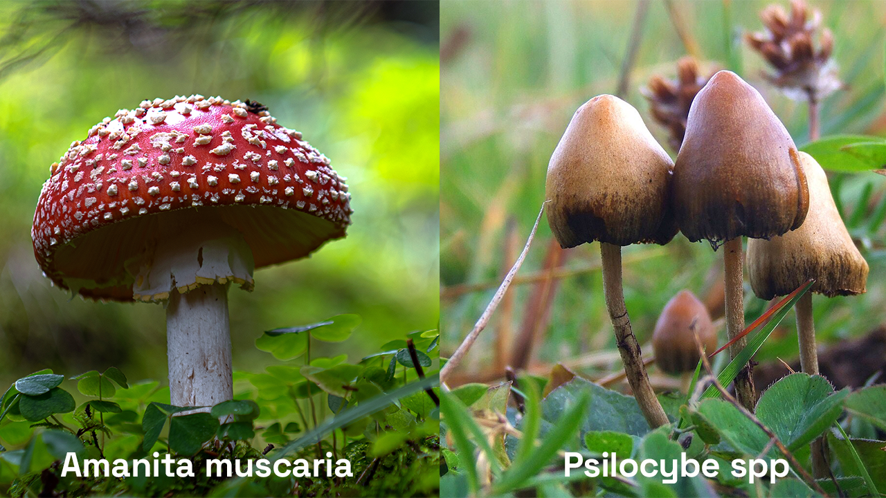 Gelin_Mantarı_Sinek_mantarı_(Amanita_muscaria), Psilocybe_semilanceata_6514