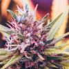 tête de weed, cannabis, journée mondial du cannabis