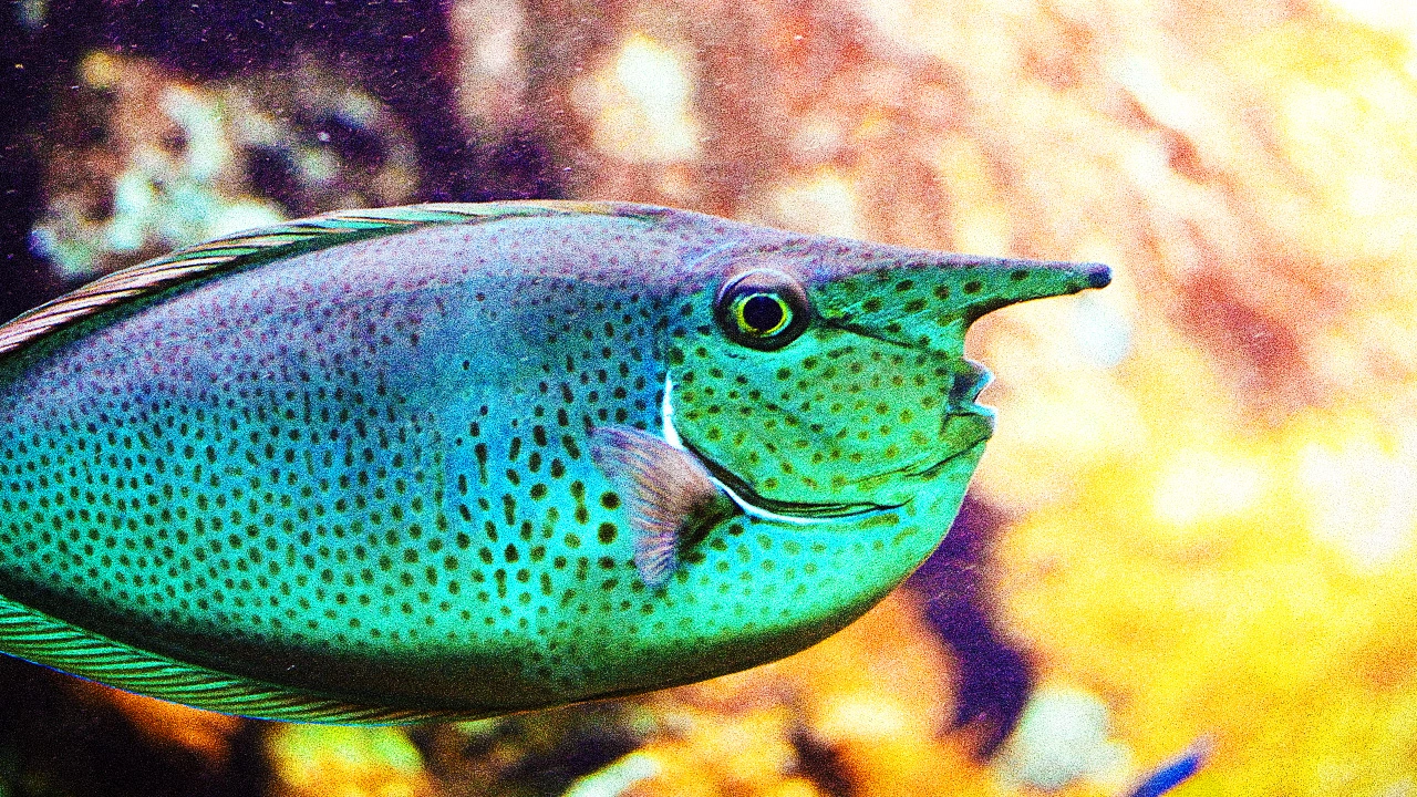 KEPS-Sniff-comment-ça-marche-Quels-risques-Juan-Àlvarez-Ajamil-Unsplash