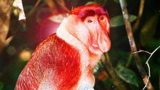 KEPS - Sniff, quelles complications ? - David Dennis - Flickr / Wikipedia