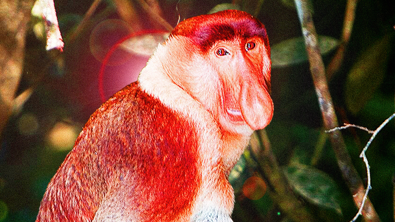 KEPS - Sniff, quelles complications ? - David Dennis - Flickr / Wikipedia