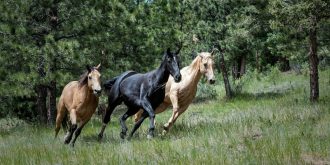 kétamine santé mentale dépression thérapie dérives