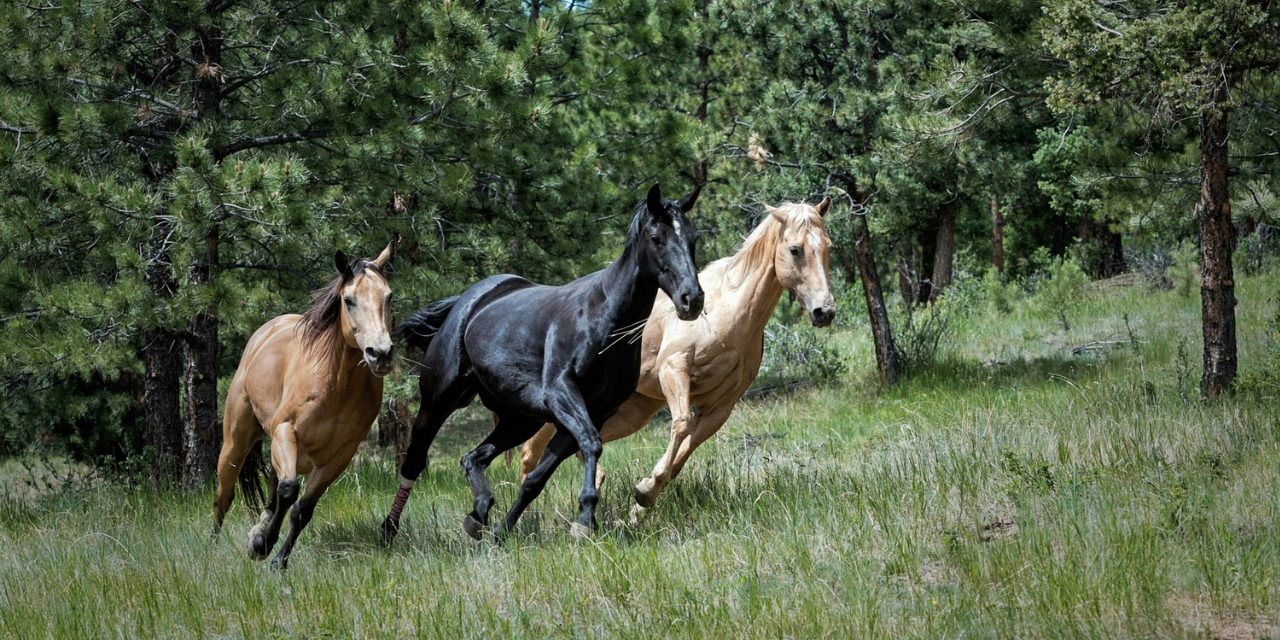 kétamine santé mentale dépression thérapie dérives