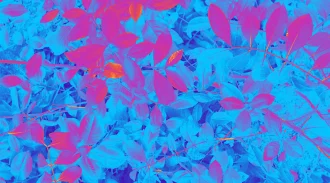 image stylisée de Cath Edulis