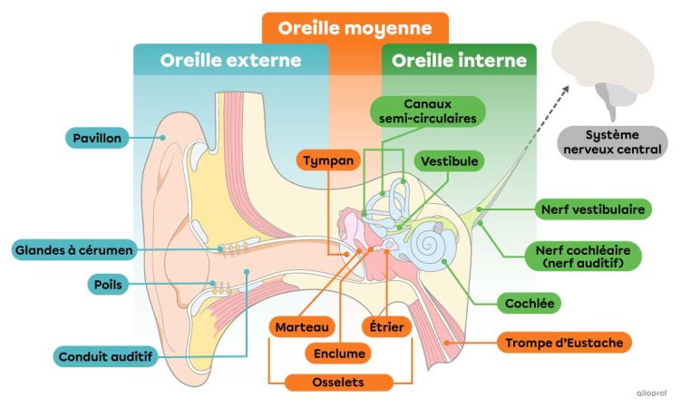 Schéma de l'anatomie de l'oreille