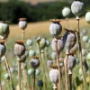 KEPS - Opioïdes, opiacés : quels risques ?