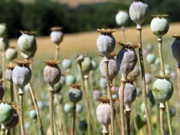 KEPS - Opioïdes, opiacés : quels risques ?
