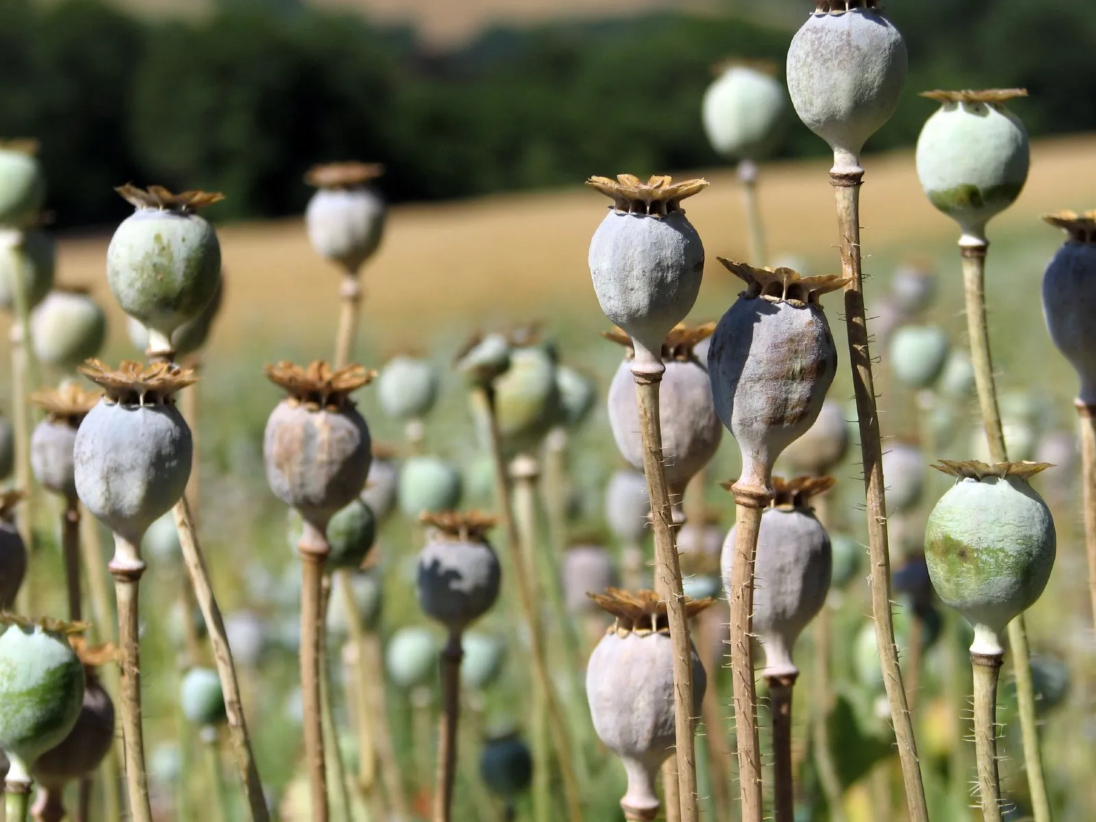 KEPS - Opioïdes, opiacés : quels risques ?